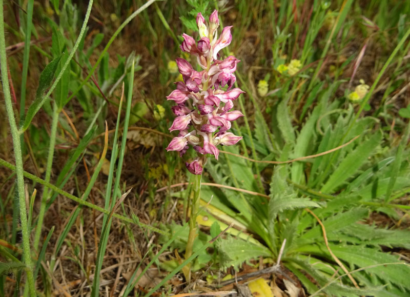 Anacamptis coriophora subsp. fragrans ?....s.